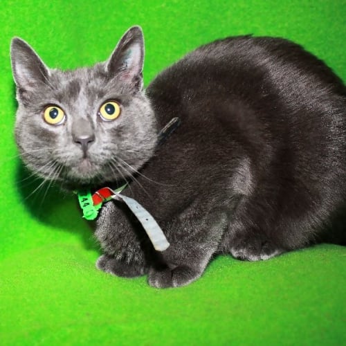 No photo for Smokey