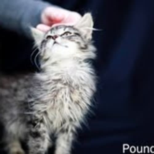 No photo for Pound Cats | Merlin