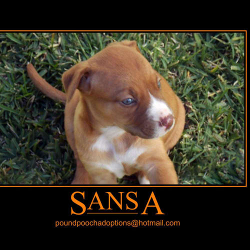 No photo for Sansa Is On Trial In Her New Home For 2 Weeks!