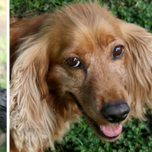 No photo for Fletcher & Lily (No More Applications Please)