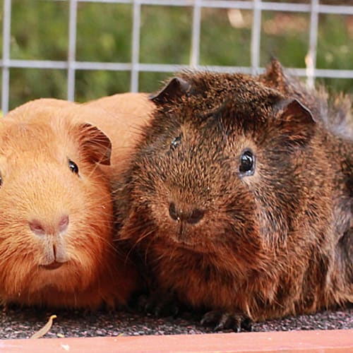 No photo for Clarence And Olly!