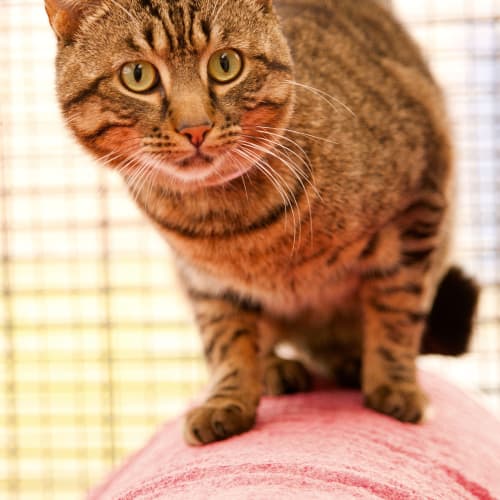 No photo for Tigger Id 8705