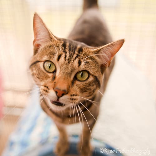 No photo for Simba Id8689