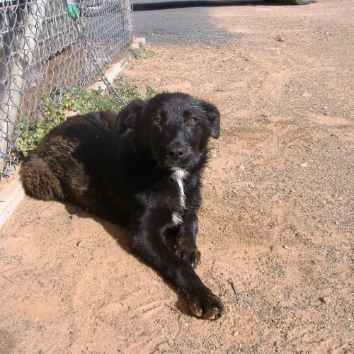No photo for Shadow *Adoption Pending *
