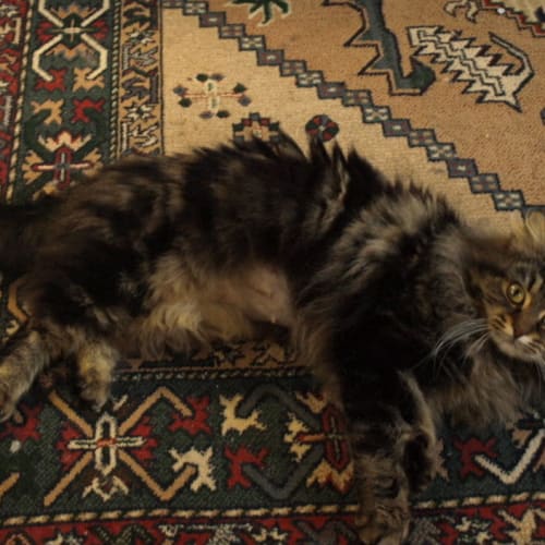 No photo for Aspen (Resembles A Maincoon)
