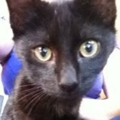 No photo for Charmed*Adoption Pending*