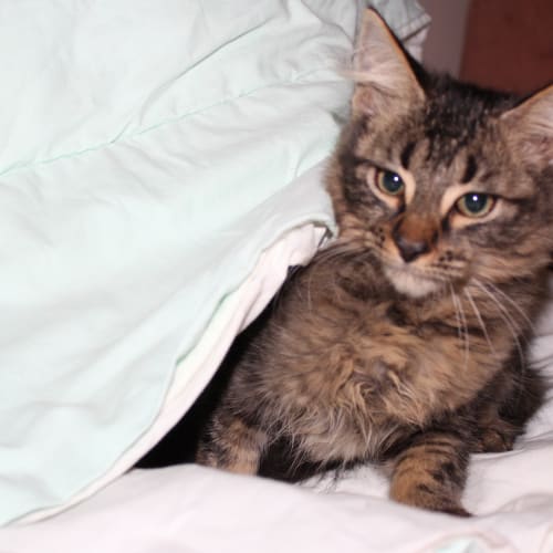 Luigi *Adoption Pending*