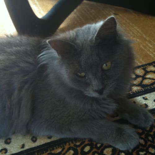No photo for Tinker