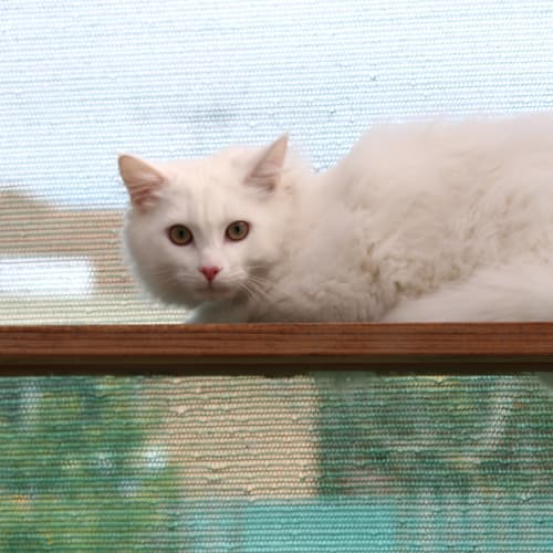 No photo for Rumpelstiltskin *Adoption Pending*