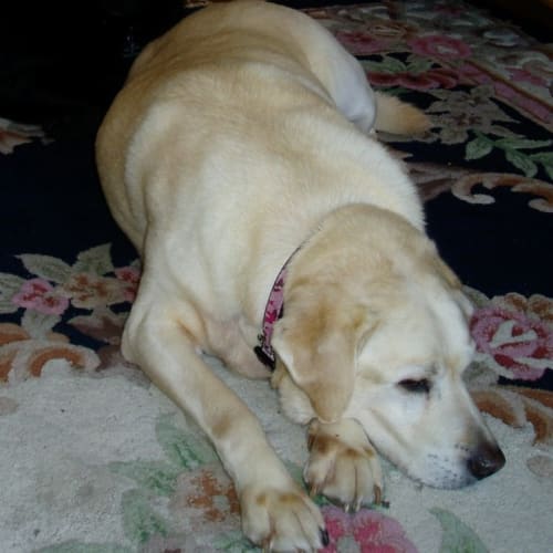 No photo for Rosie