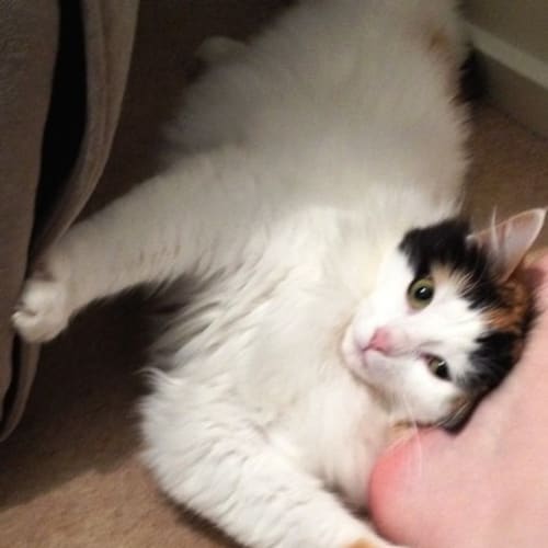 No photo for Spotty