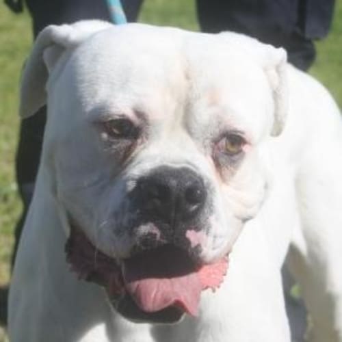 No photo for Foster Or Adopt