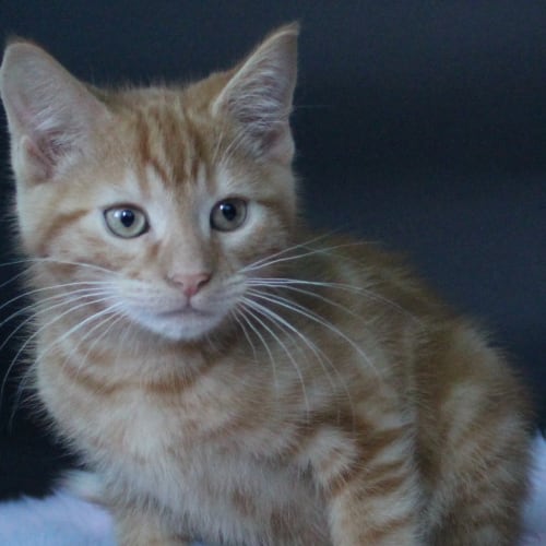 Alfie (Adoption Pending)