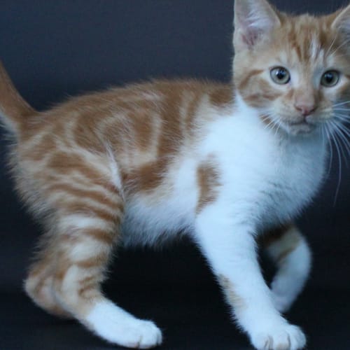 Roger (Adoption Pending)