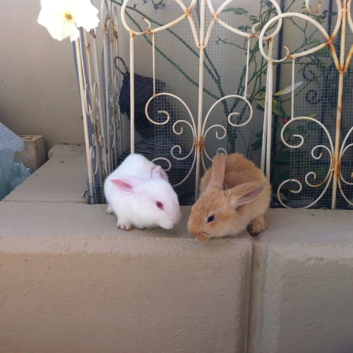 No photo for **On Trial In Their New Home!!** Cocoa And Daly