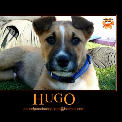 No photo for Hugo Is Away On Trial In His New Home For 2 Weeks!