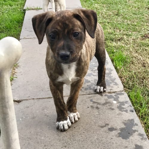 No photo for Jade  ** An Adorable Pup **