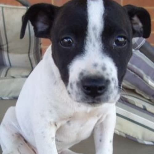Kylie - Adoption Pending