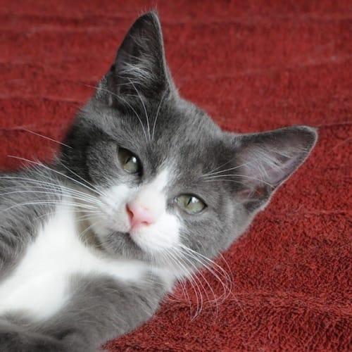 Gordon the gorgeous friendly tom kitten