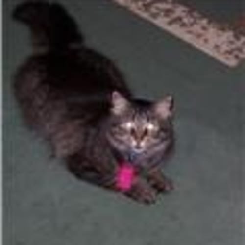 No photo for **Adoption Pending** Hermione