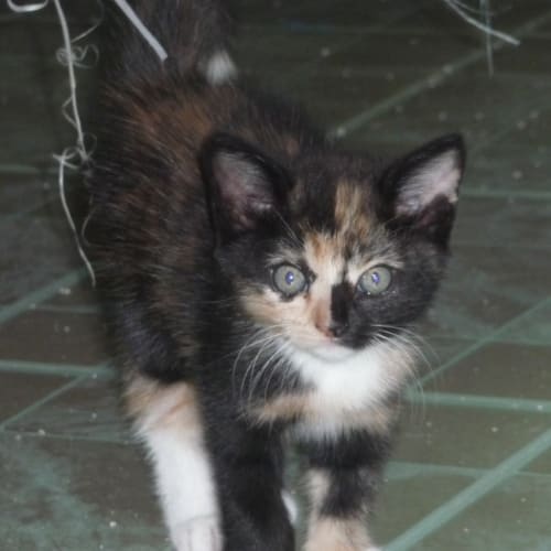 No photo for Torti