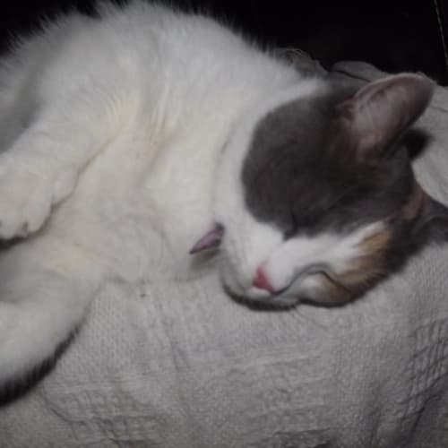 No photo for ** On Trial With Her New Family **  Posh