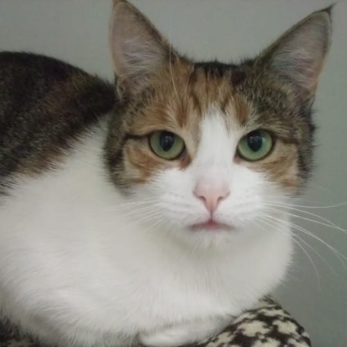 Josephine