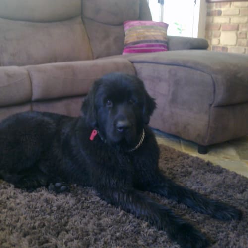 No photo for **Adoption Pending** Bailey