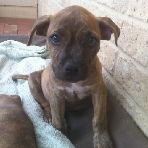 No photo for Puppies (1m & 1f Avail)