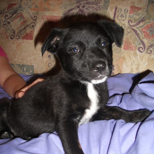 No photo for Puppies (English) Males/Females Avail