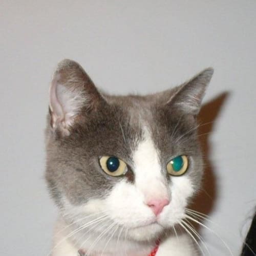 No photo for Frostie (C1574?)*Adopted*