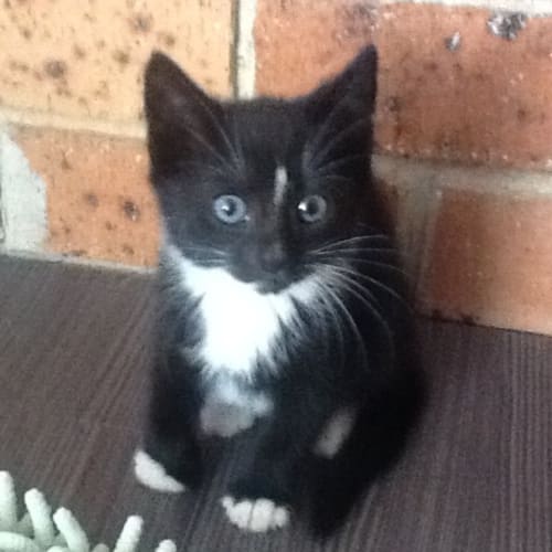 Tiny