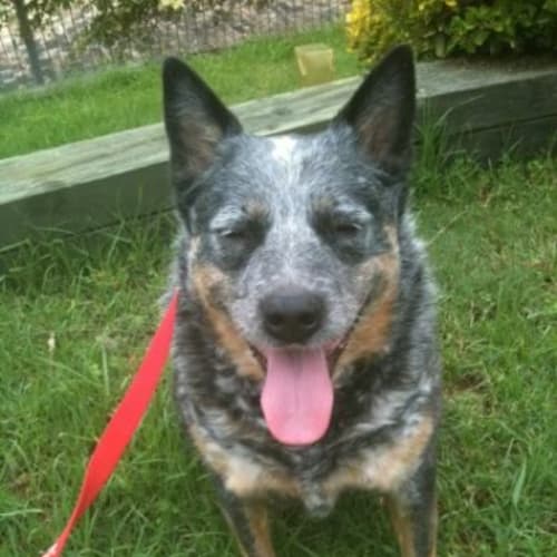 No photo for Tess **Needs Urgent Foster Care Or Forever Home**