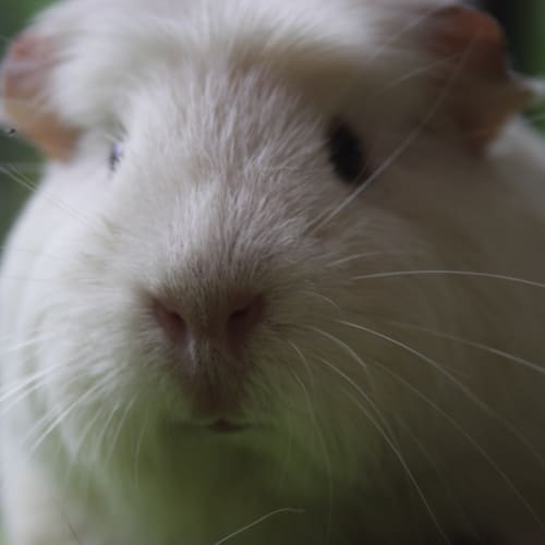 No photo for Milkshake (On Hold)