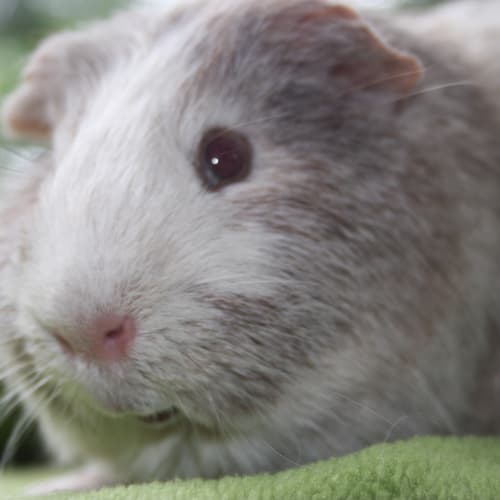 No photo for Rupert   Adopted