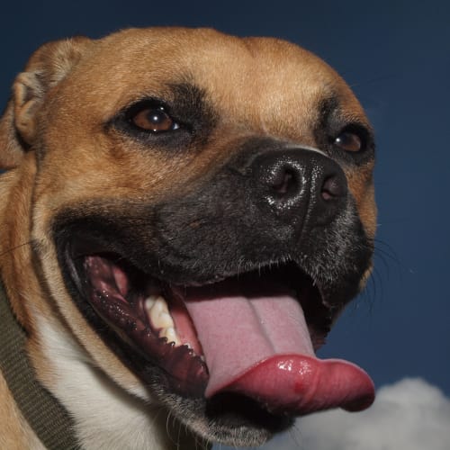 No photo for Diesel