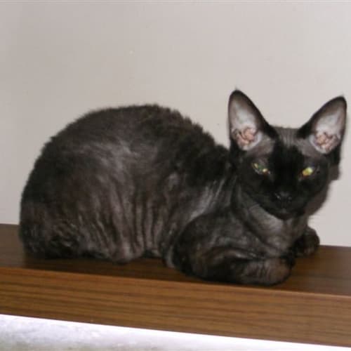 No photo for Blackie (Deposit Taken)