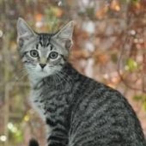 No photo for Pumpkin (C1533) *Adopted*