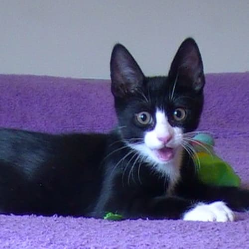 No photo for Bandit (C1575)*Adopted*