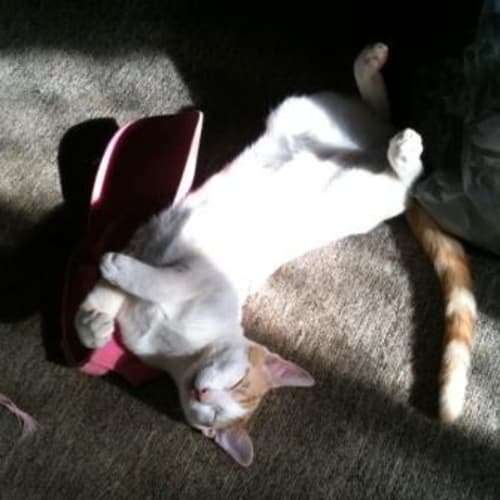 No photo for Ranga (C1565)*Adopted*