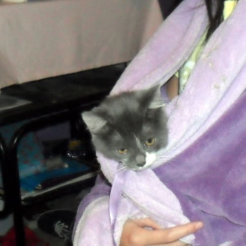 No photo for Popcorn * Adoption Pending*