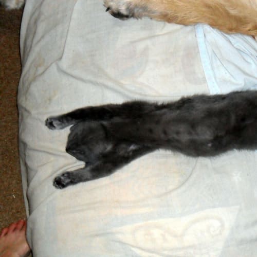 No photo for Penny * Adoption Pending*