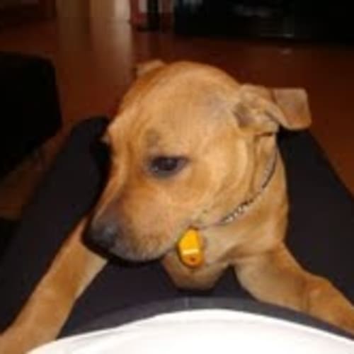 No photo for Miika * Adoption Pending*