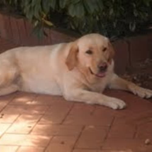 No photo for Molly (No More Enquiries Please)