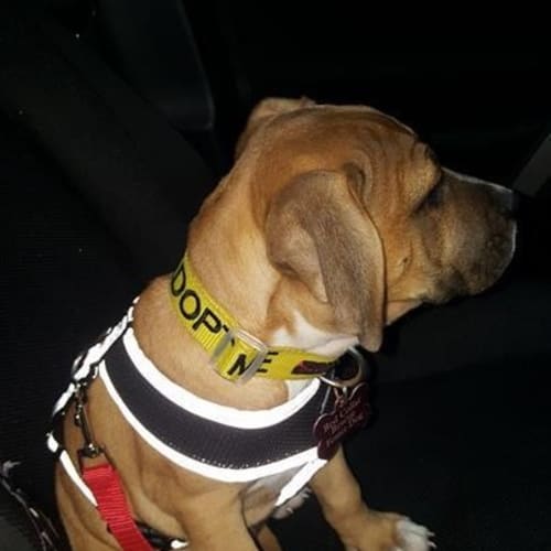 Angel (adoption pending)