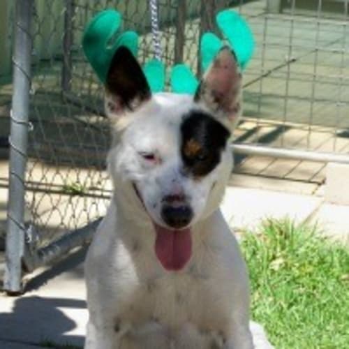 No photo for Choupa & Gillie
