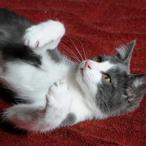 Queenie 👑 sweet friendly kitten
