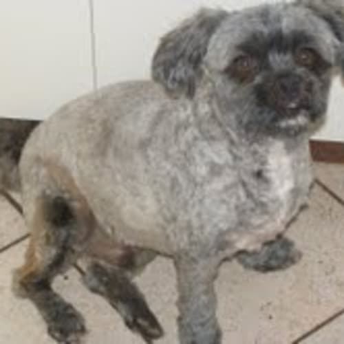 No photo for **Adoption Pending** Diesel