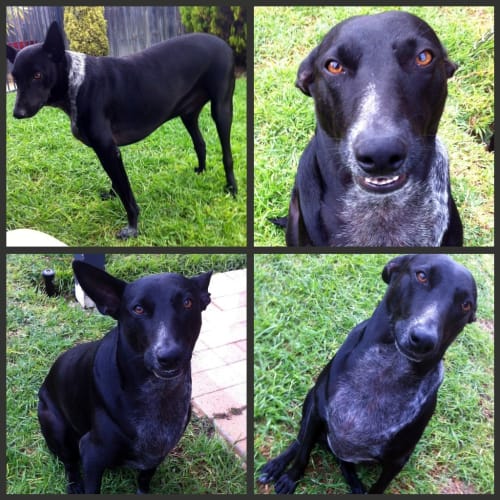 No photo for Brumby ** Adopted By His Carer ** 