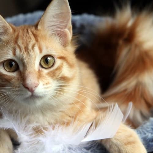 No photo for Cyndi Lauper *Adoption Pending*